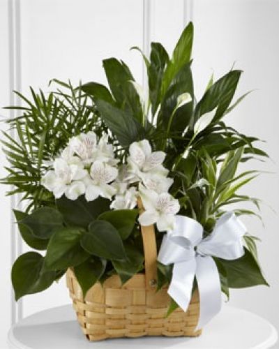 <p>The FTD® Peace & Serenity™ Dishgarden is a gorgeous way to convey your deepest sympathies for your special recipient's loss. A collection of incredibly beautiful plants accented by stems of white Peruvian lilies. The presentation arrives in a natural woodchip rectangular basket accented with a white satin ribbon, to commemorate the life of the deceased and offer comfort and peace with its lush elegance.</p>