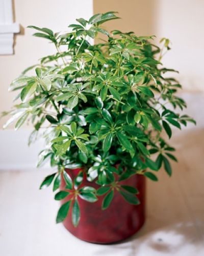 <p>A great accent for home or office, this lush Schefflera grows into a large, bushy plant.</p>